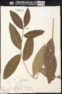 Croton brevipes image