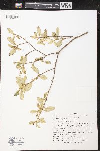 Croton discolor image