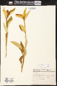 Croton solanaceus image