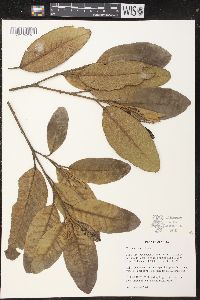 Croton ekmanii image