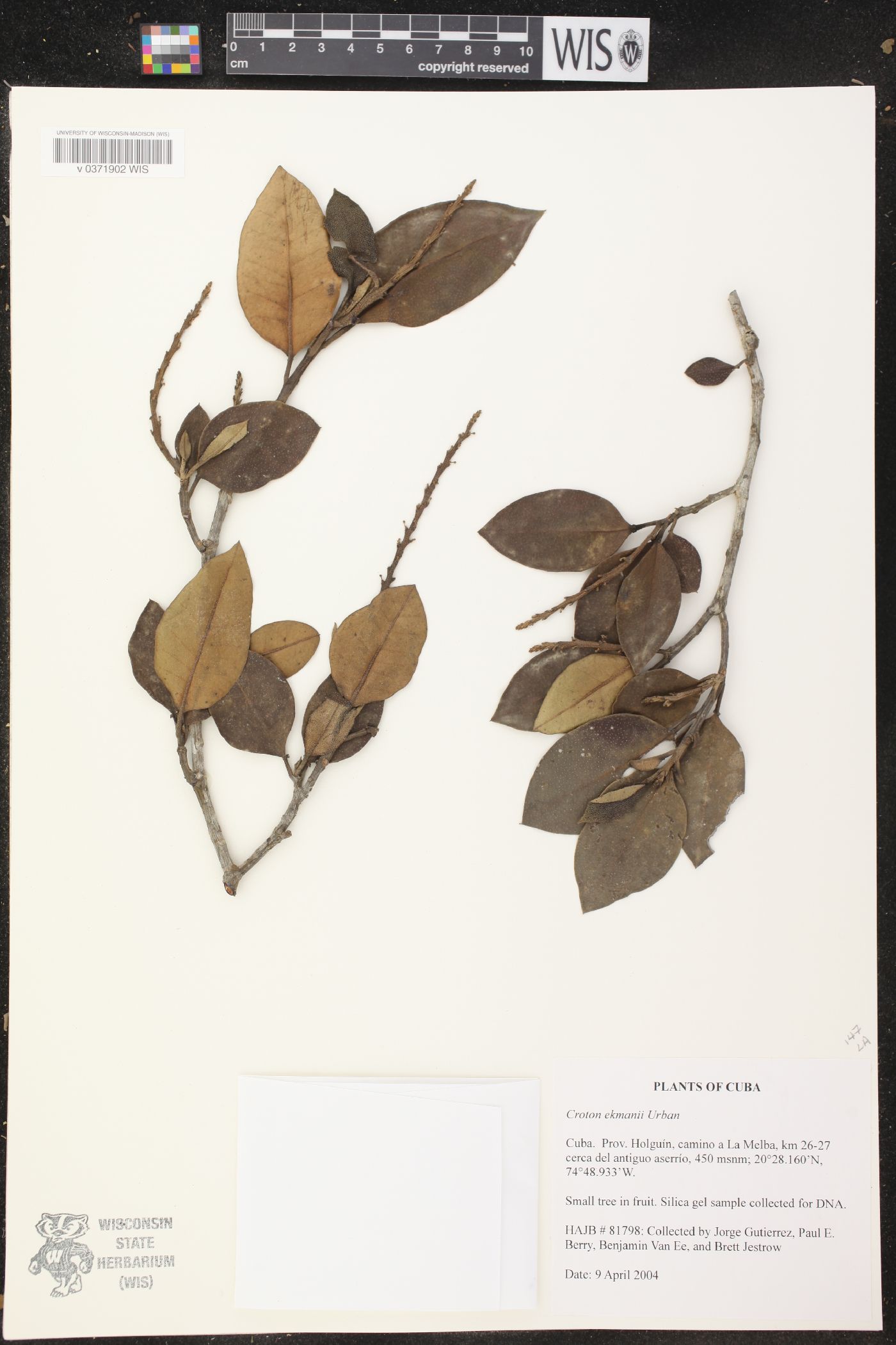 Croton ekmanii image