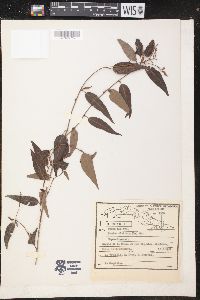 Croton eluteria image