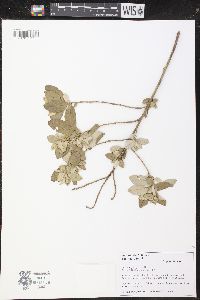 Croton erythroxyloides image