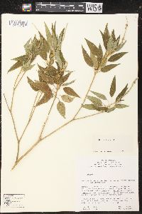 Croton flavens image