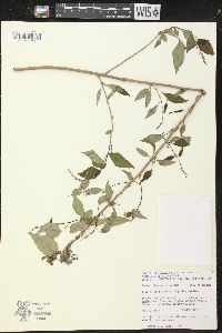 Croton flavescens image
