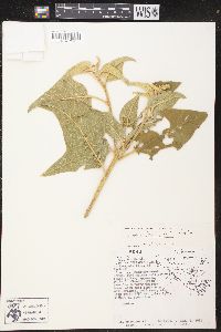 Croton flavispicatus image