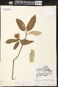 Croton flavispicatus image