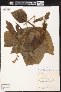Croton gossypiifolius image