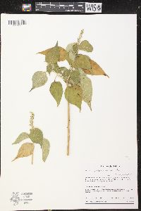 Croton gracilipes image