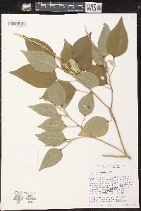 Croton gracilipes image