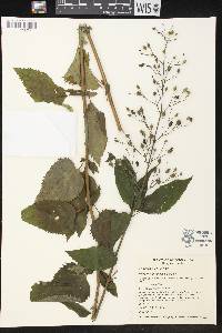 Scrophularia lanceolata image