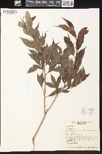 Salix lucida image