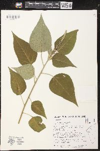 Croton gracilipes image