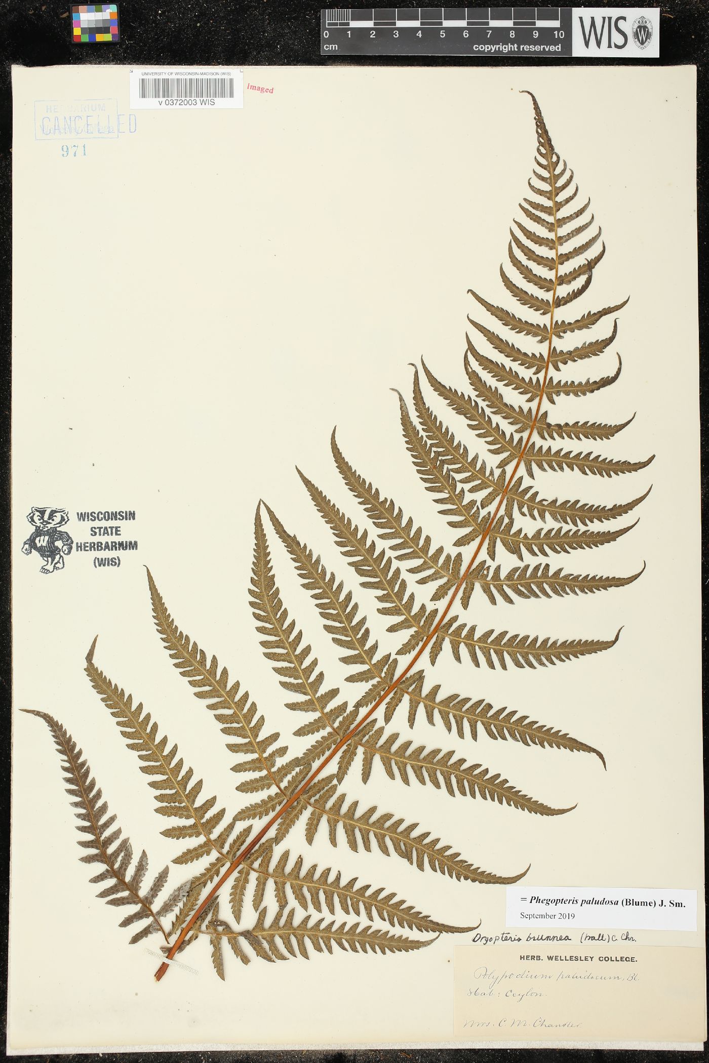 Phegopteris paludosa image