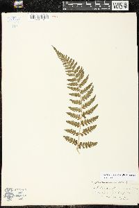 Dryopteris squamiseta image