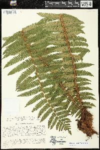 Dryopteris crassirhizoma image