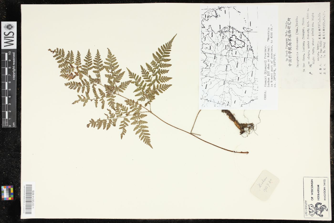 Dryopteris chinensis image