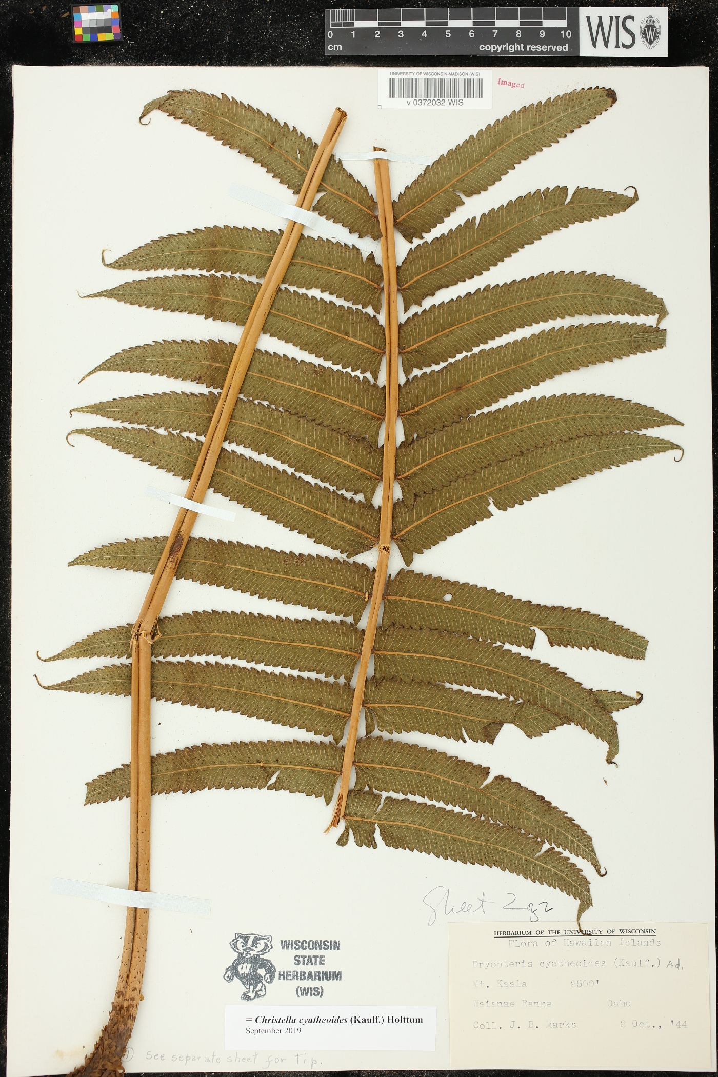 Christella cyatheoides image