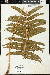 Christella cyatheoides image