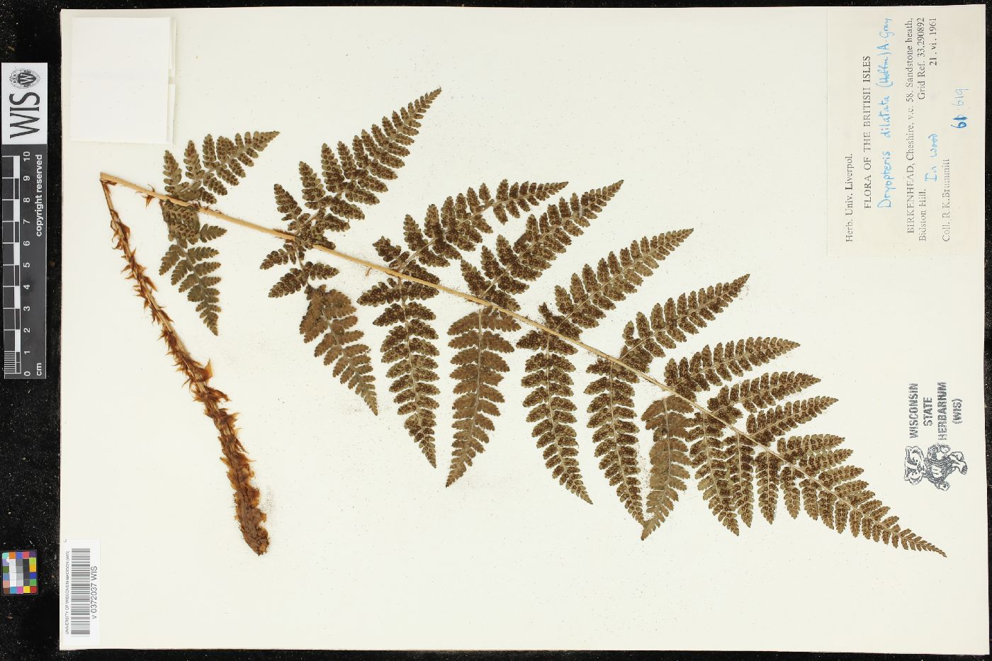 Dryopteris dilatata image