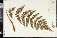 Dryopteris dilatata image