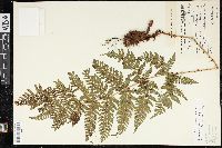 Dryopteris dilatata image