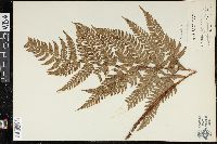 Dryopteris erythrosora image