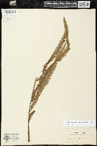Amblovenatum opulentum image