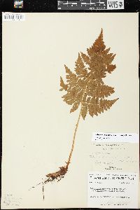 Dryopteris campyloptera image