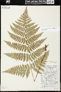 Dryopteris campyloptera image