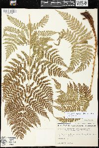 Dryopteris campyloptera image