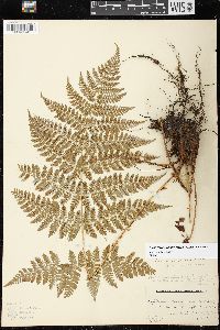 Dryopteris campyloptera image