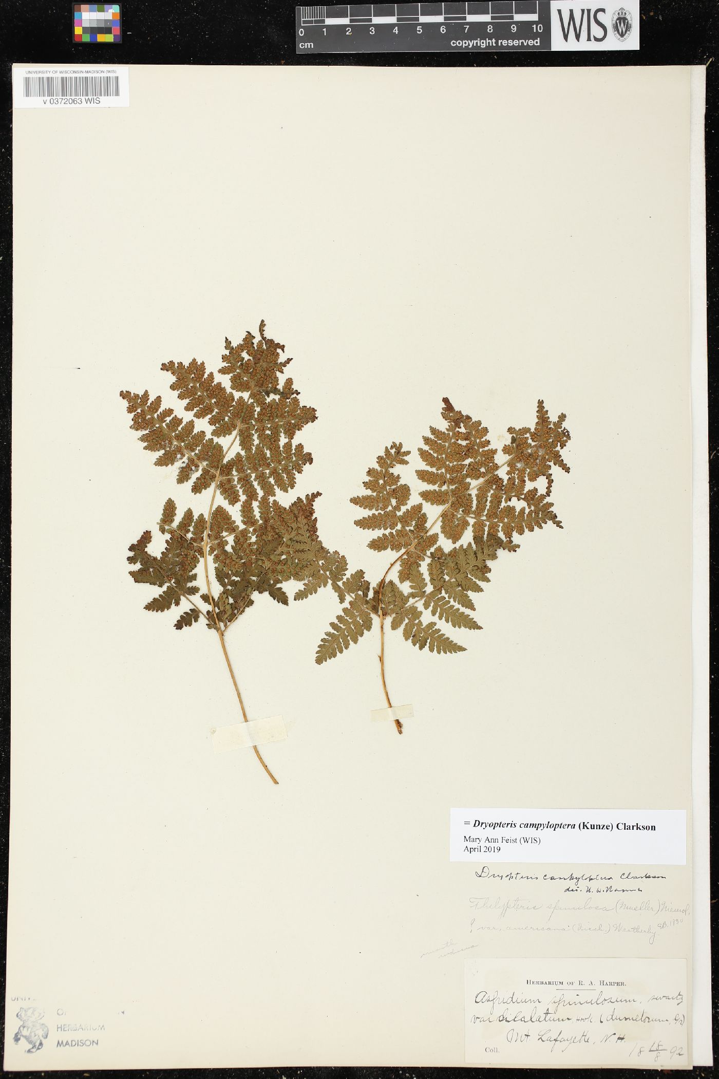 Dryopteris campyloptera image