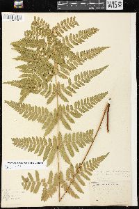 Dryopteris campyloptera image