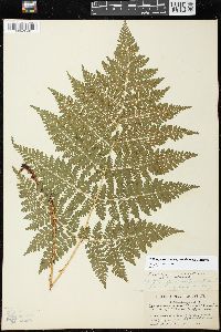 Dryopteris campyloptera image