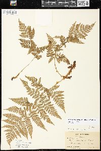 Dryopteris campyloptera image