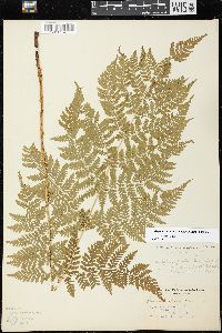 Dryopteris campyloptera image