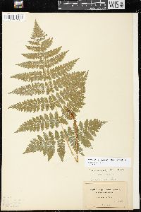 Dryopteris campyloptera image