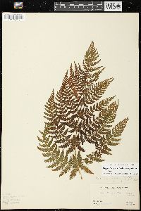 Dryopteris expansa image