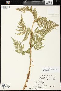 Dryopteris expansa image