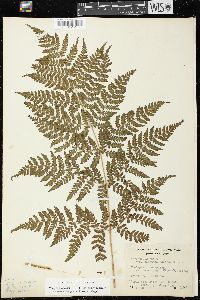 Dryopteris expansa image