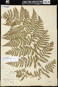 Dryopteris expansa image