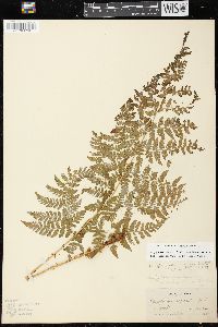 Dryopteris expansa image