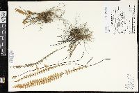 Myriopteris aurea image