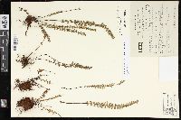 Myriopteris aurea image