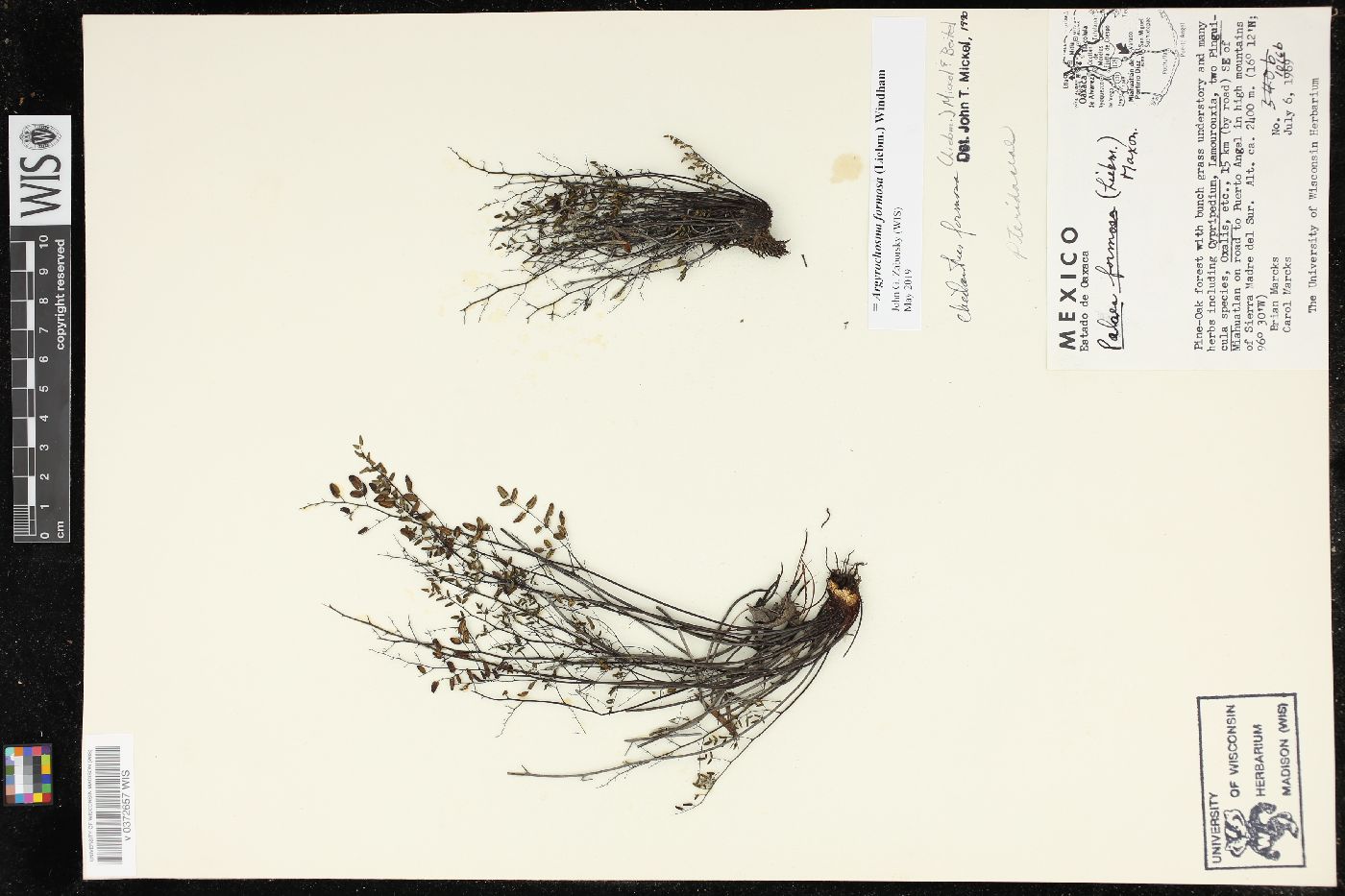 Argyrochosma formosa image