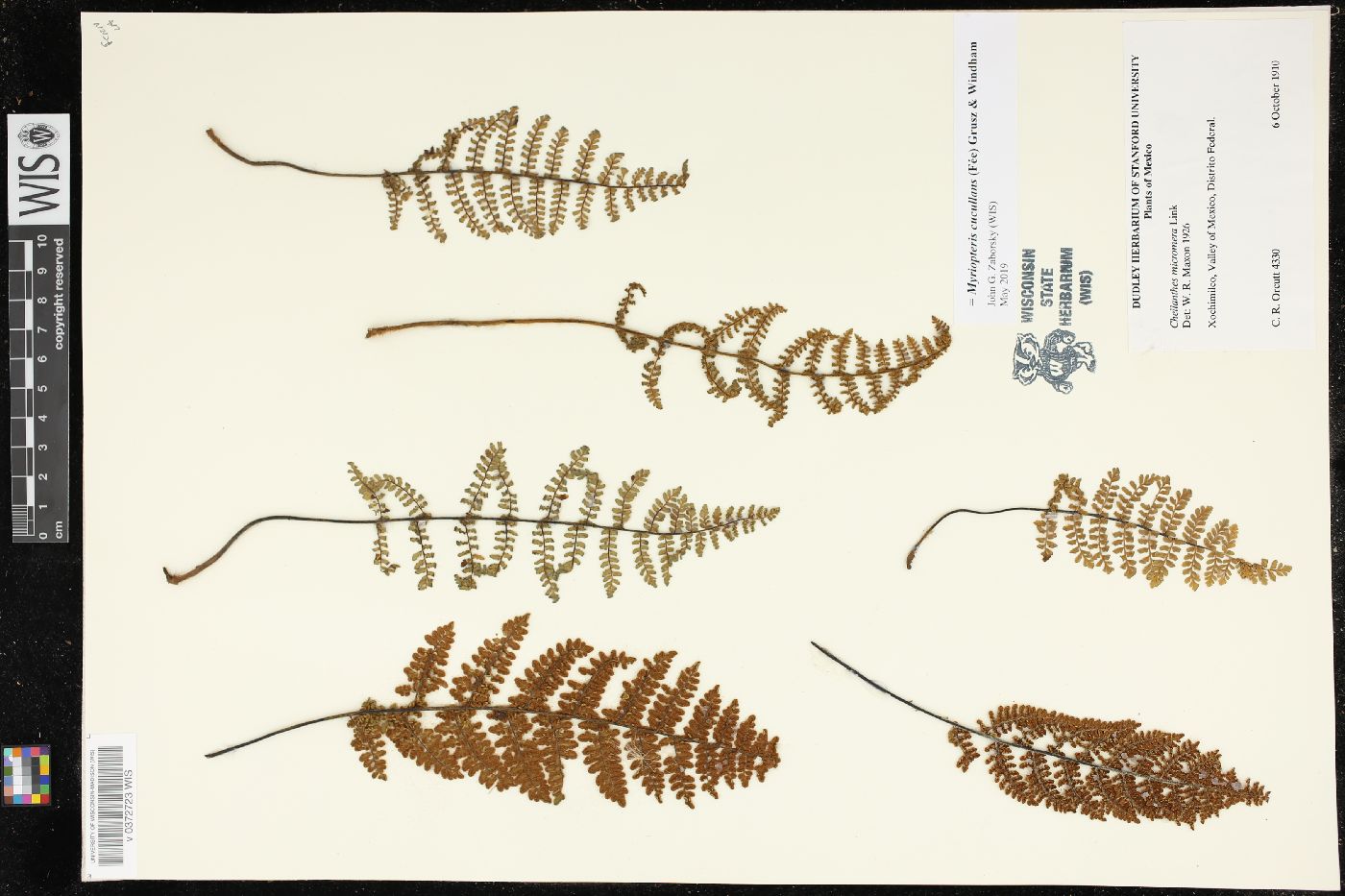 Myriopteris cucullans image