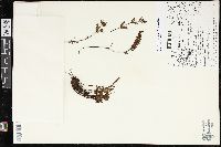 Cheilanthes pilosa image