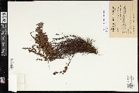 Cheilanthes pilosa image