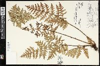 Cheiloplecton rigidum image